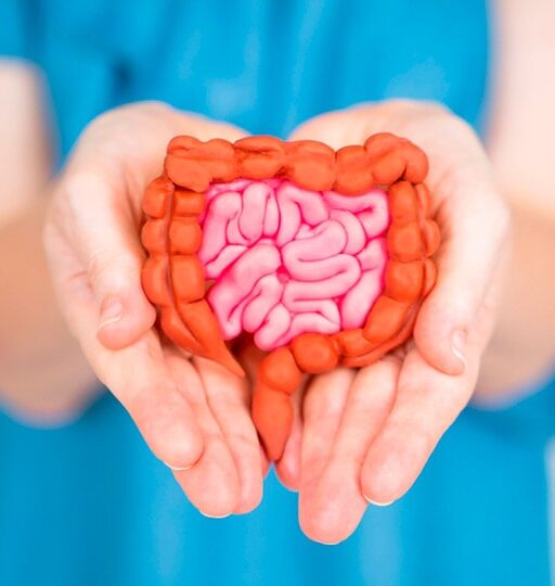 Gastroenterology 2 Person holding a model of the human gastric system.